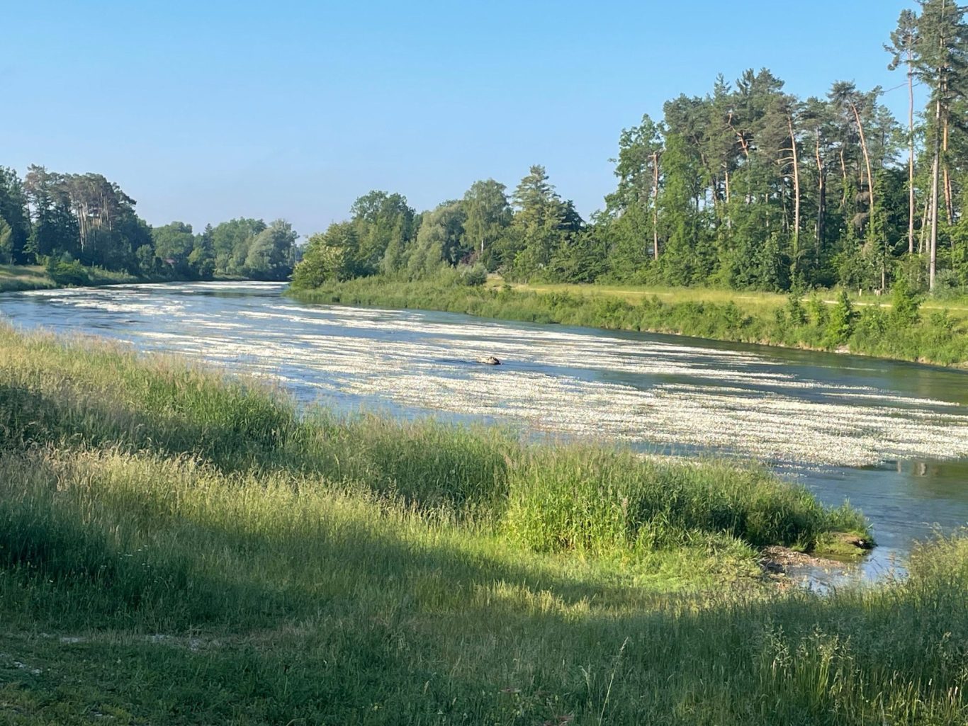 flutender Hahnenfuß an der Wertach