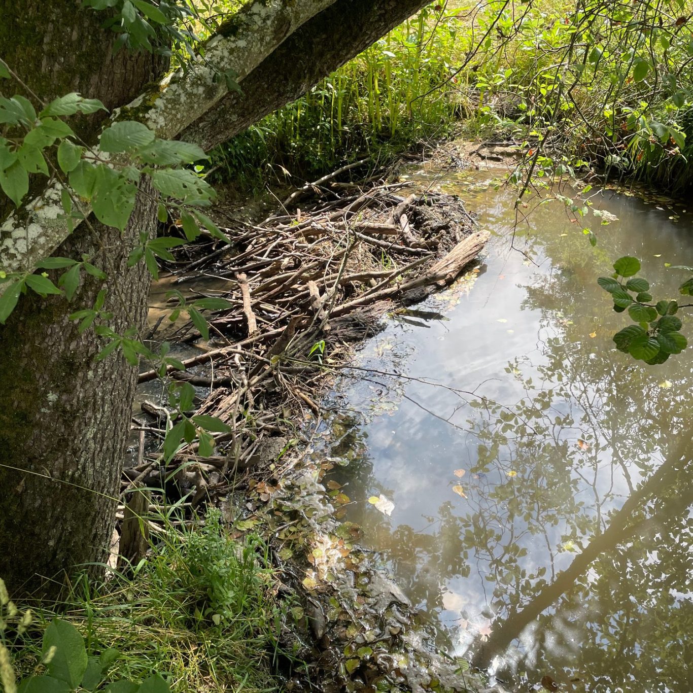 Biberdamm  mit angrenzendem Biber-Teich